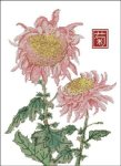 (image for) Japanese Chrysanthemum Pink